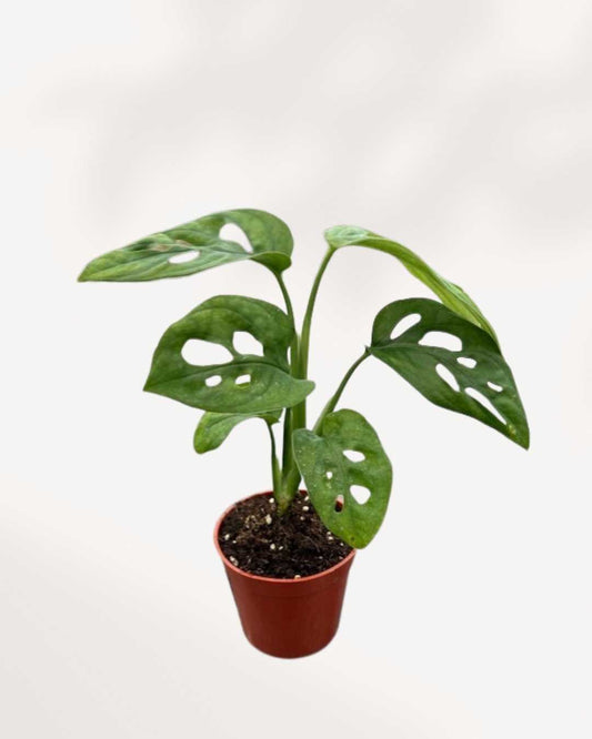 Monstera Adansonii – Indoor Plant for Homes