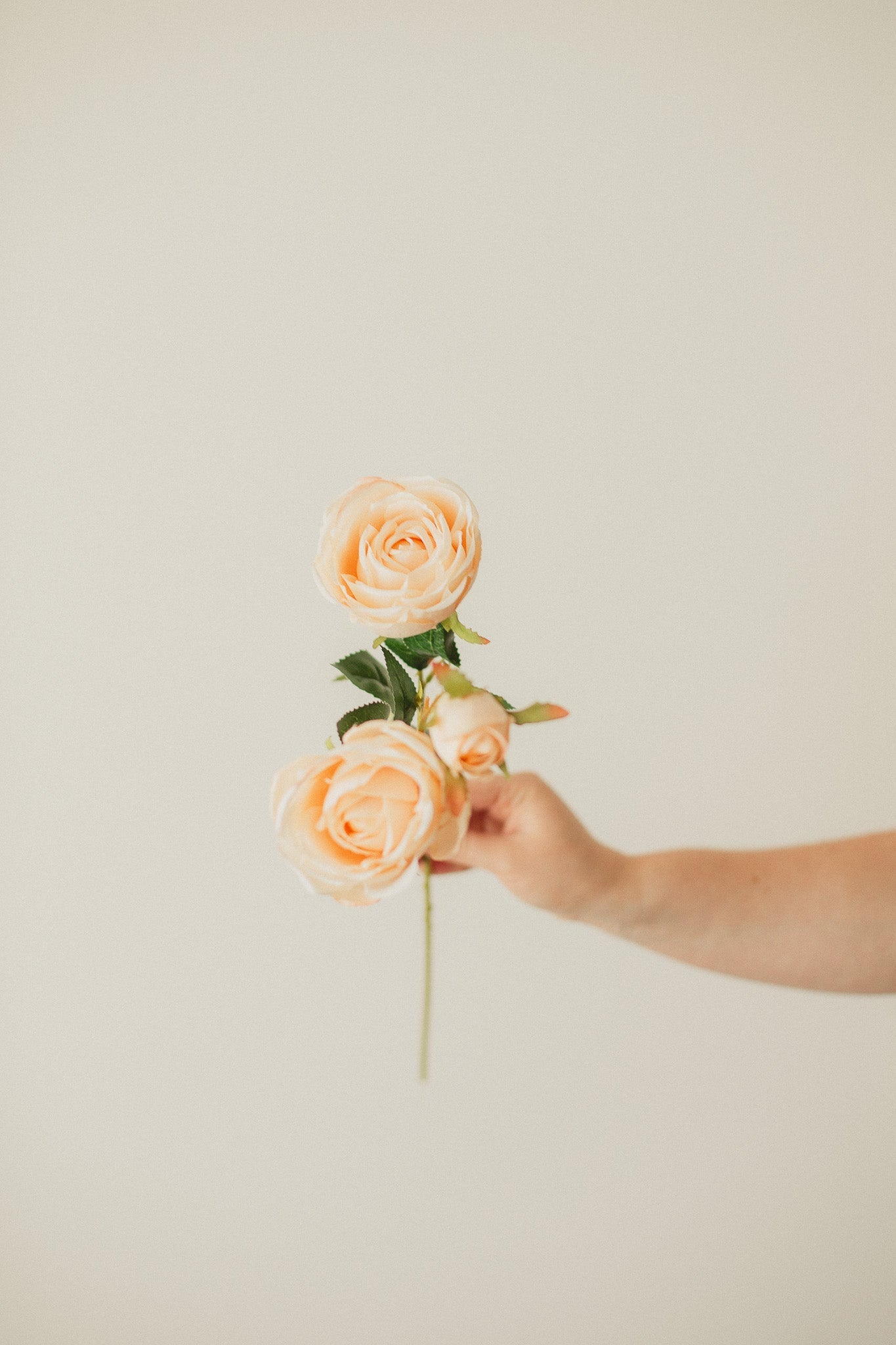 Italian Rose
